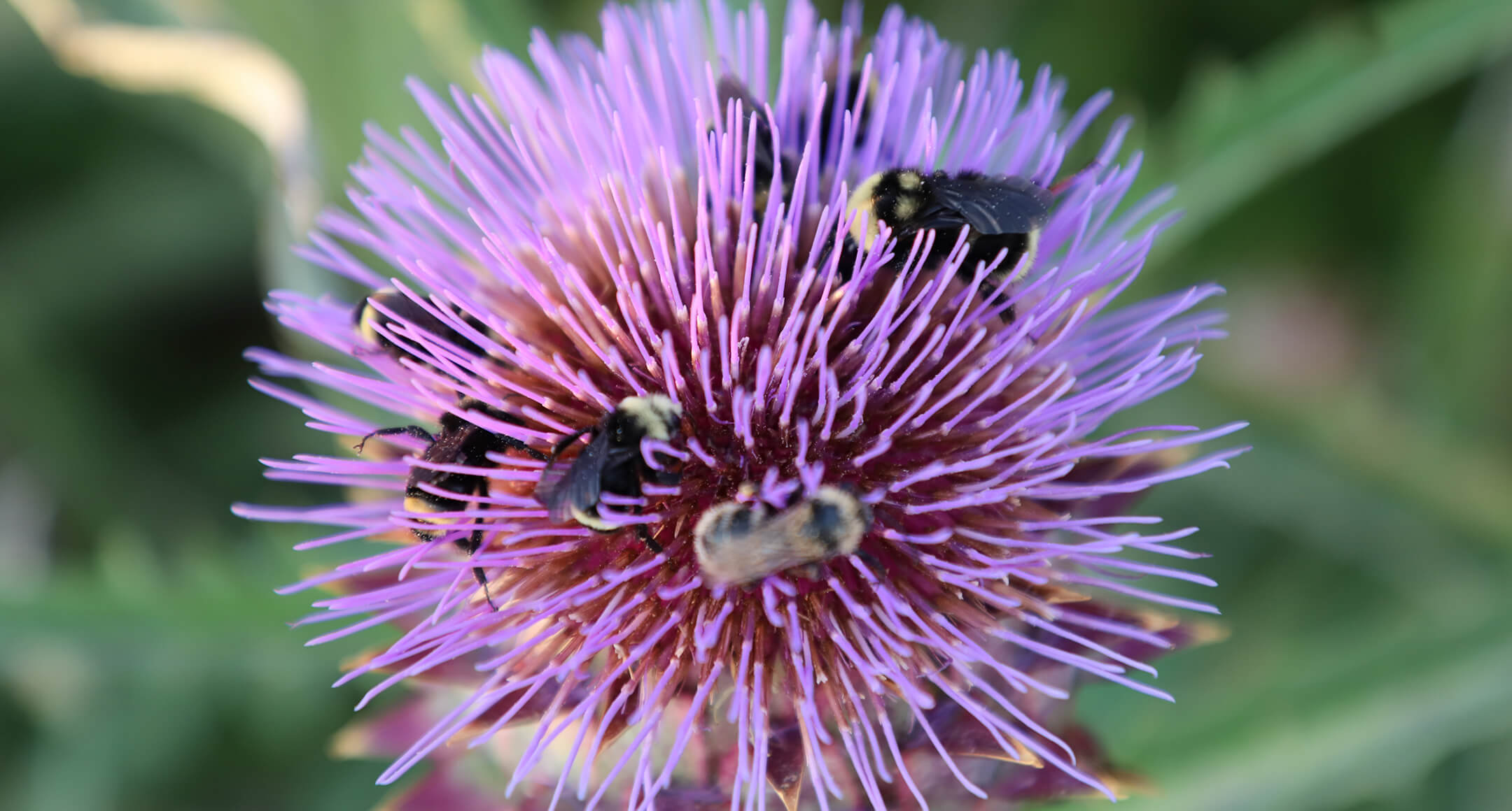 Stoller Garden bees on a thistle