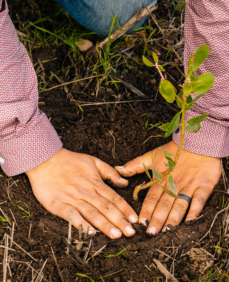 Hands planting a sprouted plant in the dirt 