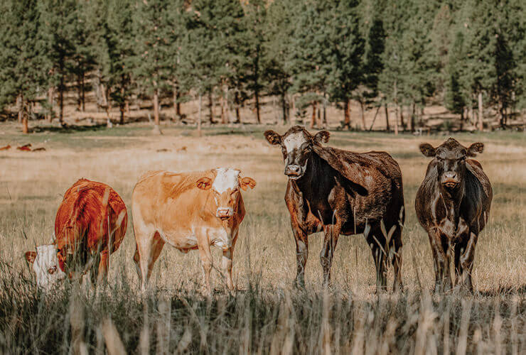 a photo of four cows in a field