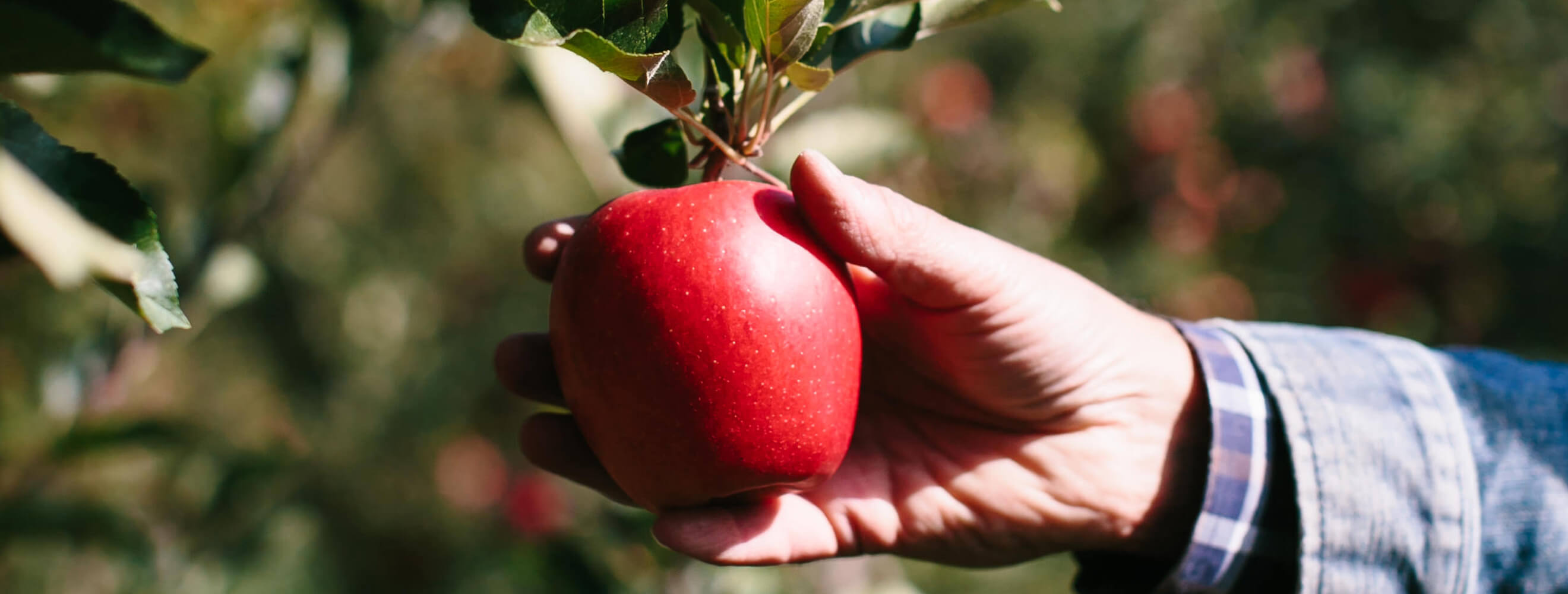 a hand holding a red apple on an apple tree