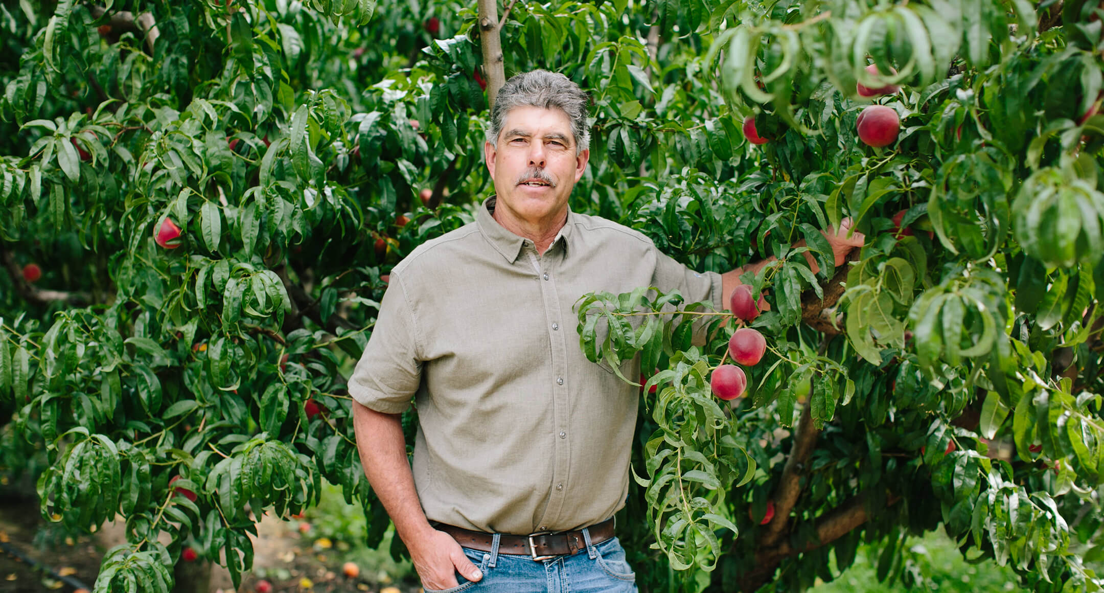 Meet the Gunkels—Growers of Local Maryhill Stone Fruit 