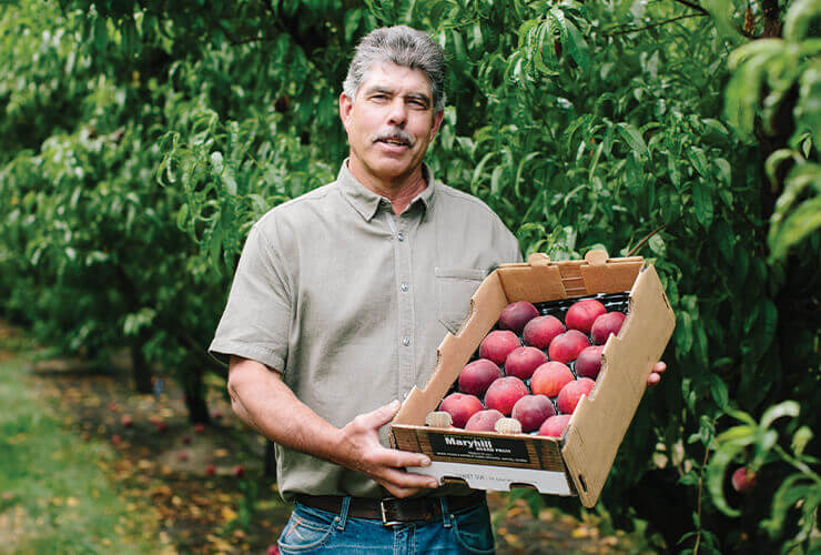 a farmer holding a box of fresh peaches in an orchard.
