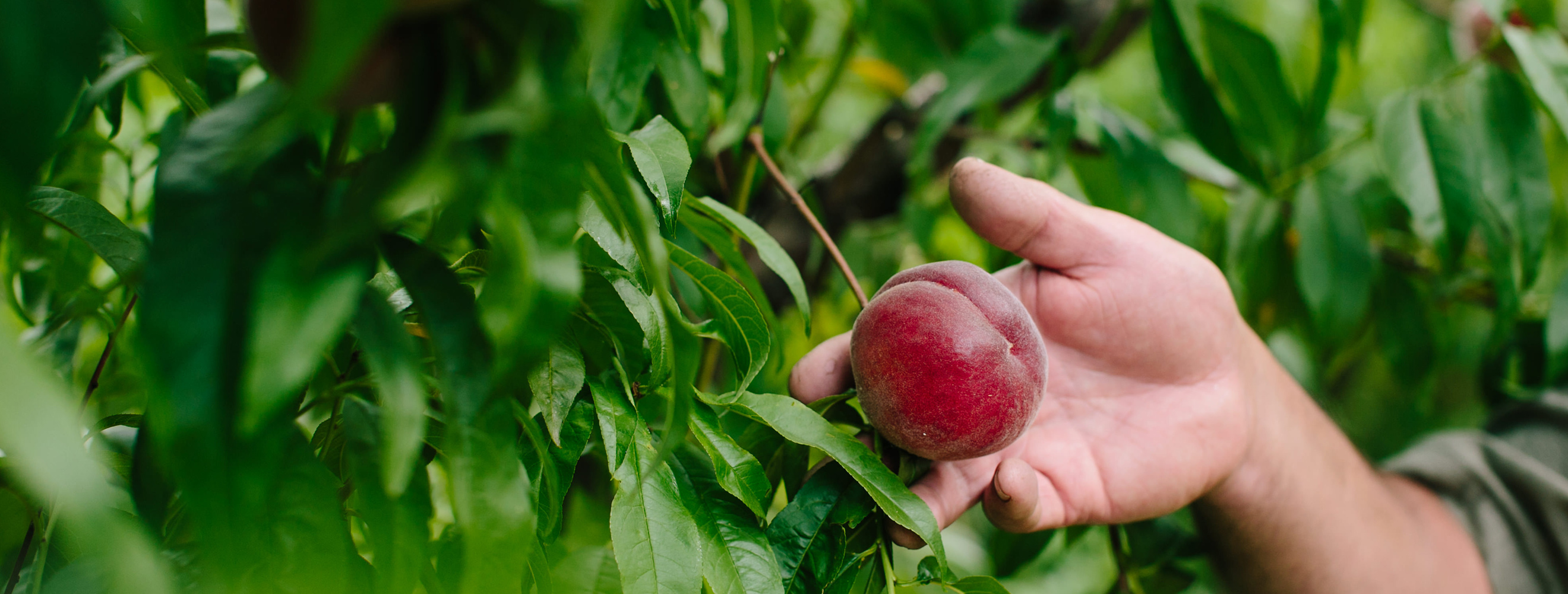Close up shot of a farmer's hand holding a fresh peach on a tree in an orchard.