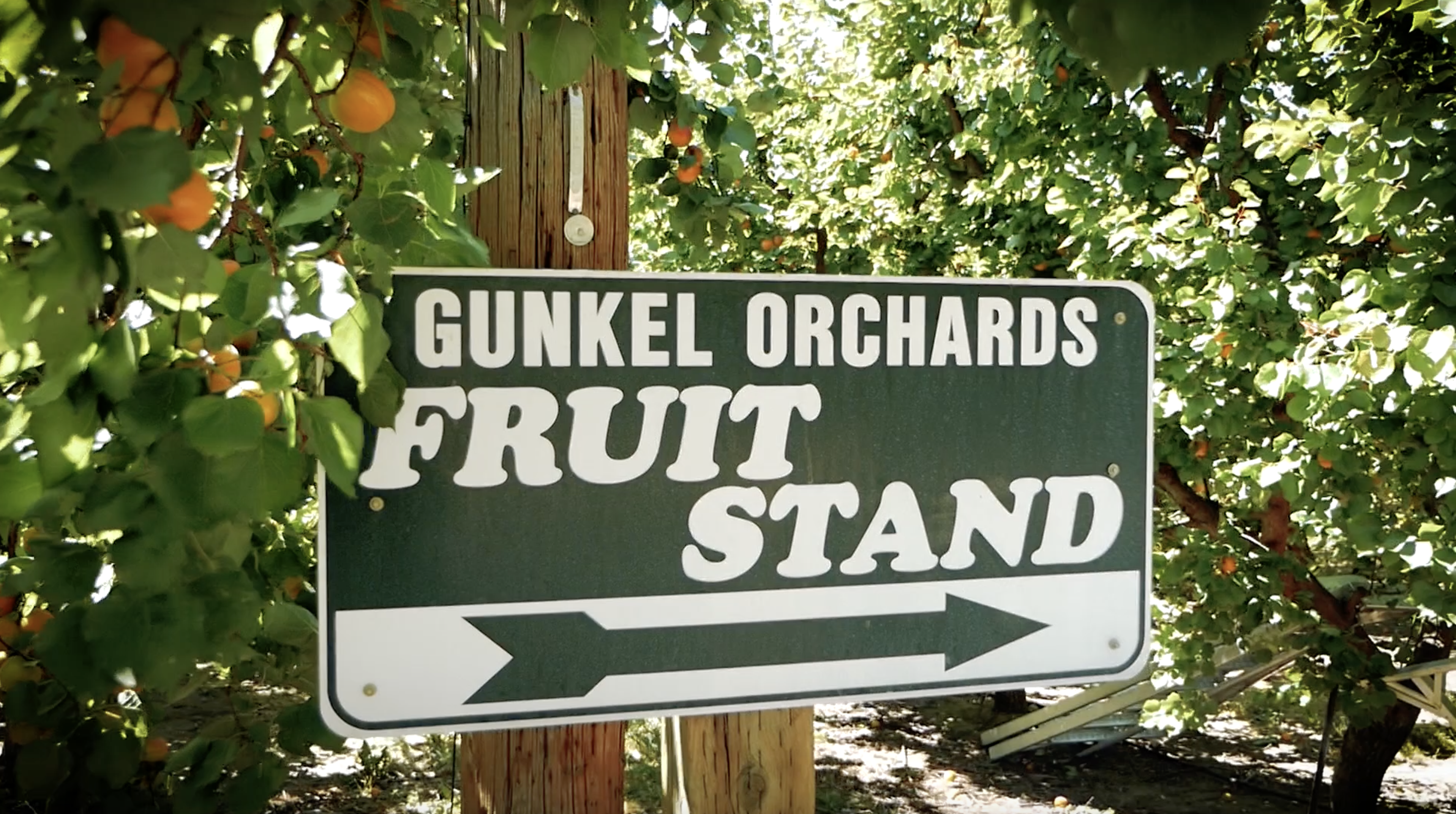 Gukel Orchards fruit stand sign amongst peach trees 
