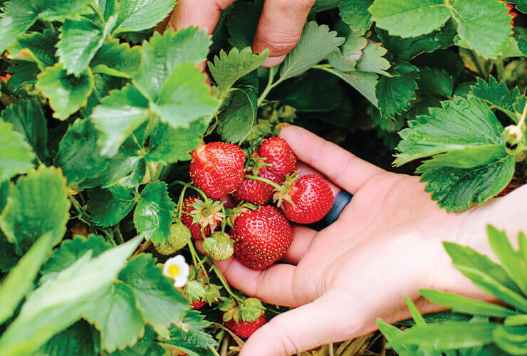 a hand holding strawberries growing in a garden